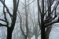 Trees and snow, mist landscape with silhouette branches, winter landscape