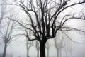 Trees and snow, misty landscape with silhouette branches, winter landscape