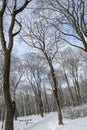 Trees in Snow in a Parc