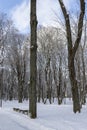 Trees in Snow in a Parc