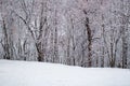 Trees and snow in the park on a cloudy day