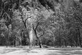 Trees after snow storm in early spring Royalty Free Stock Photo