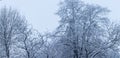 Trees with snow. Tree branches covered with snow winter time. Frozen branches concept background