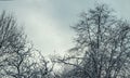 Trees with snow. Tree branches covered with snow winter time. Frozen branches concept background