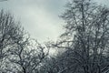 Trees with snow. Tree branches covered with snow winter time. Frozen branches concept background