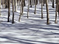 trees in the snow Royalty Free Stock Photo
