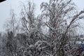 Trees in the snow. winter. snow