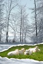 Trees in the snow in winter and cows on a field in summer on torn paper Royalty Free Stock Photo