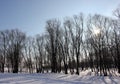 Trees and snow in winter park. Royalty Free Stock Photo