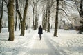 Trees in snow in the winter park. Royalty Free Stock Photo