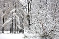 Trees with snow in winter park Royalty Free Stock Photo