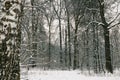 Trees with snow in winter in the park in Moscow Royalty Free Stock Photo