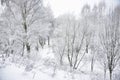 Trees with snow in winter park Royalty Free Stock Photo