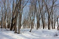 Trees and snow in winter park Royalty Free Stock Photo