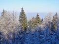 trees with snow in the winter times