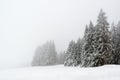 Trees during snowfall in winter