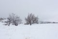 Trees in a snowfield