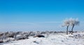 Trees on snowfield Royalty Free Stock Photo