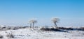 Trees on snowfield