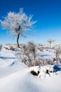 Trees on snowfield Royalty Free Stock Photo