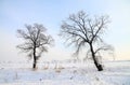 Trees in the snowfield