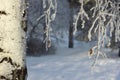 Trees in a snowy forest, winter, closeup Royalty Free Stock Photo