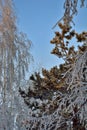 Trees in a snowy forest, winter, closeup Royalty Free Stock Photo