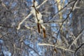 Trees in a snowy forest, winter, closeup Royalty Free Stock Photo