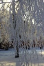 Trees in a snowy forest, winter, closeup Royalty Free Stock Photo
