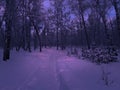 Dark blue ÃÂ¡hristmas and New Year background. Winter forest at Christmas night scene. Royalty Free Stock Photo
