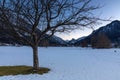 Trees in snowy Ruhpolding after sunset Royalty Free Stock Photo