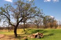 Trees on the South African golf course.