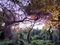 Trees in Southern University