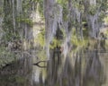 Trees, Spanish Moss and Reflections