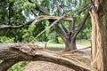 Trees are splintered in half after severe storm Royalty Free Stock Photo