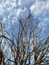 Trees in the spring blue skyes Royalty Free Stock Photo