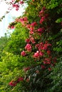 Trees in spring in China Chongqing city Royalty Free Stock Photo