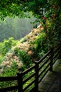 Trees in spring in China Chongqing city