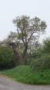 Trees in Spring Royalty Free Stock Photo