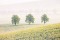 Trees on the spring fields at foggy morning Royalty Free Stock Photo