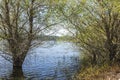 Trees in spring flooding at Hauser Lake.