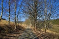 Trees, Spring Landscape, Hartmanice, Bohemian Forest (ÃÂ umava), Czech Republic