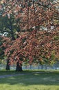 Trees in Spring leaf in the English countryside. Royalty Free Stock Photo