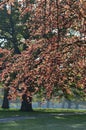 Trees in Spring leaf in the English countryside. Royalty Free Stock Photo