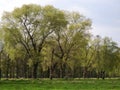 Trees in spring at lower rhine area