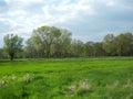 Trees in spring at lower rhine area