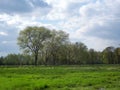 Trees in spring at lower rhine area