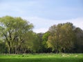 Trees in spring at lower rhine area