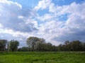 Trees in spring at lower rhine area