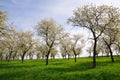 Trees on the Spring Meadow Royalty Free Stock Photo